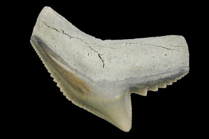 Fossil Tiger Shark (Galeocerdo) Tooth - Aurora, NC #179039
